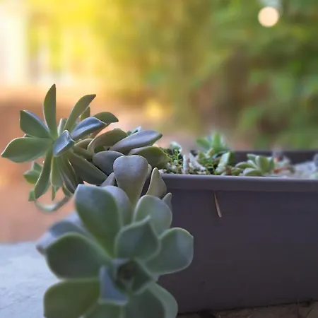 T2 De 45 M2 Sur Avec Jardin * Porticcio