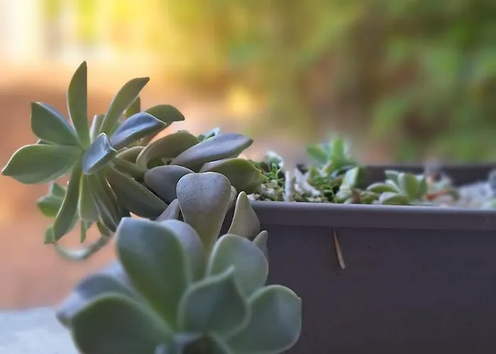 T2 De 45 M2 Sur Avec Jardin * Porticcio (Corsica)