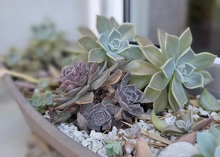 T2 De 45 M2 Sur Avec Jardin Apartament *